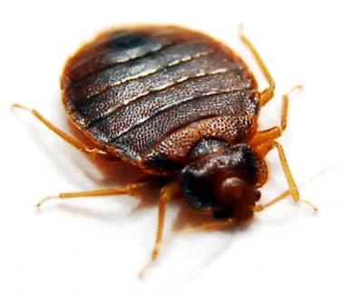 Close-up of a bed bug