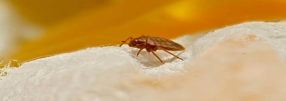 bed-bug-1
