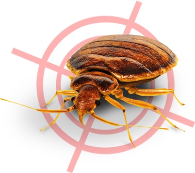 bed bug removal